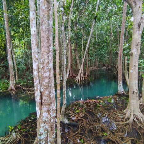 Voyage des sens à la découverte de la vanille BIO de l’île Maurice